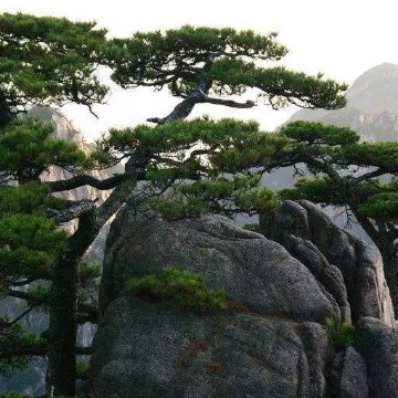 黑哥迟万胜