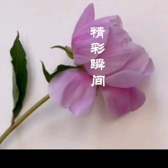 燃烧之花（燃烧之花可以换什么）(燃烧之花会消失吗)