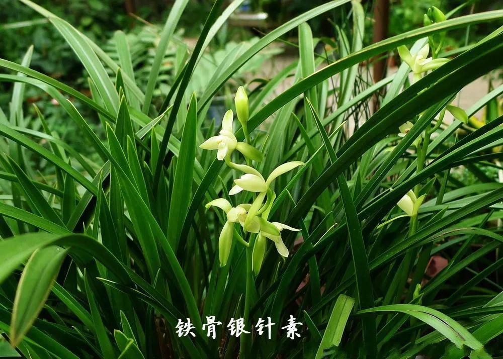 兰草怎么养才能旺盛（详解兰花爆盆养护要点）
