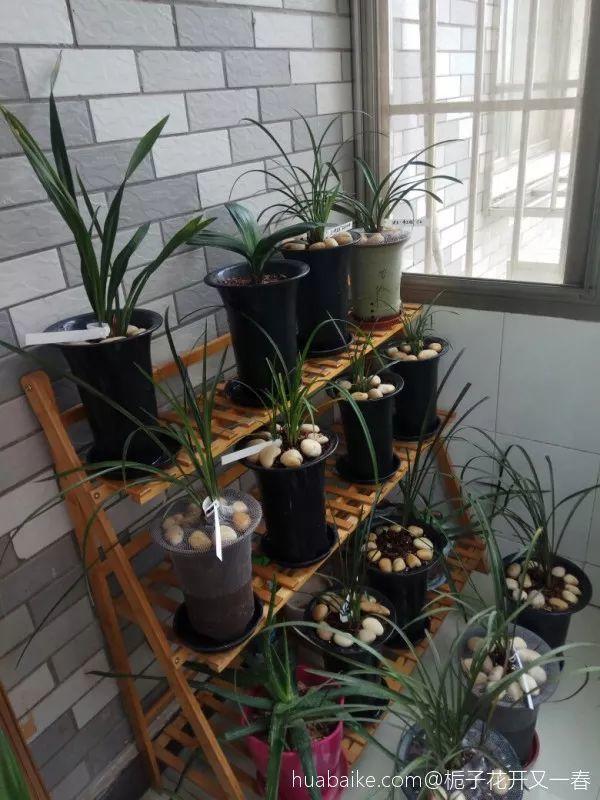 兰草怎么养才能旺盛（详解兰花爆盆养护要点）