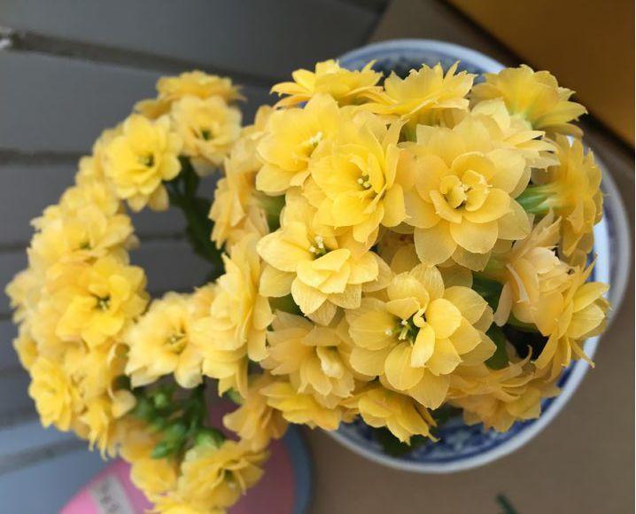 长寿花怎么养才开花（长寿花保姆级养护攻略）