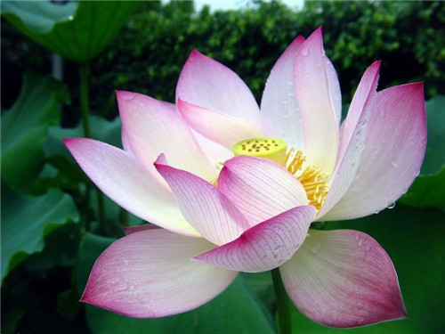 荷花的意义(家里为啥不挂荷花图案)