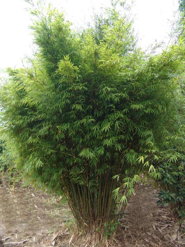 林草科普|中国竹类植物