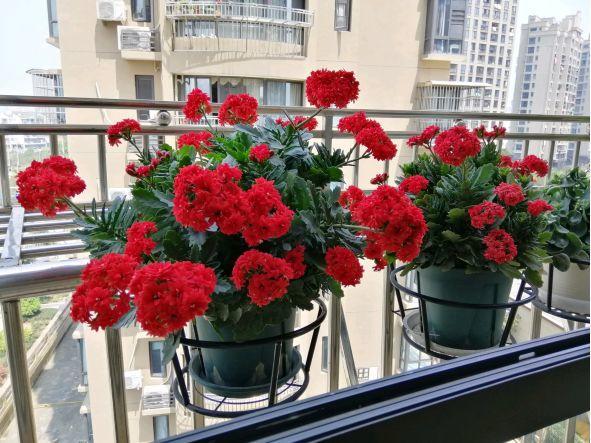 长寿花怎么养才开花（长寿花保姆级养护攻略）
