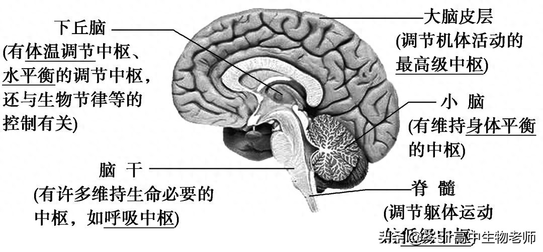 反射弧的结构，高中生物重点知识梳理