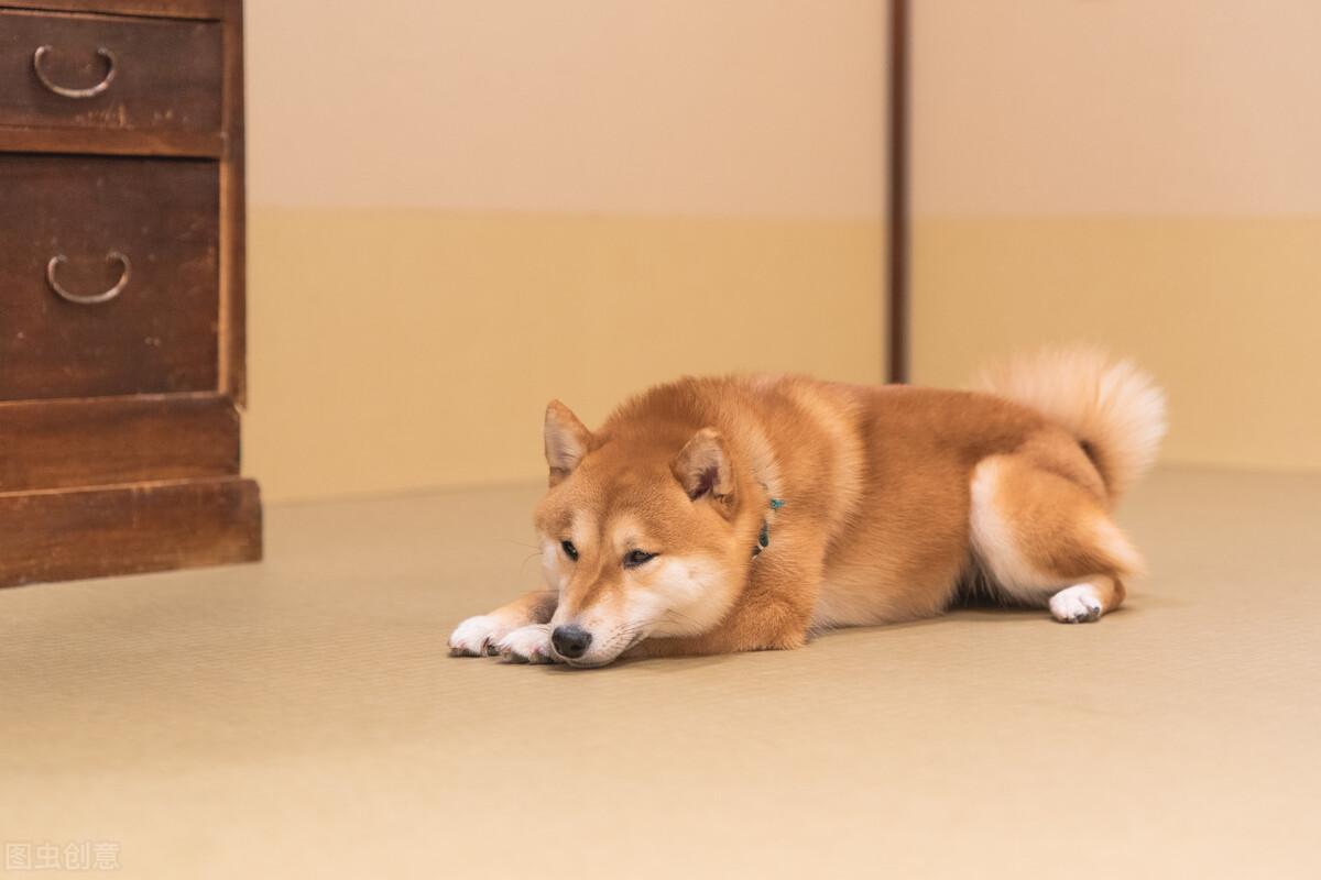 土狗能去宠物医院吗现在（养土狗必看的宠物医疗指南）