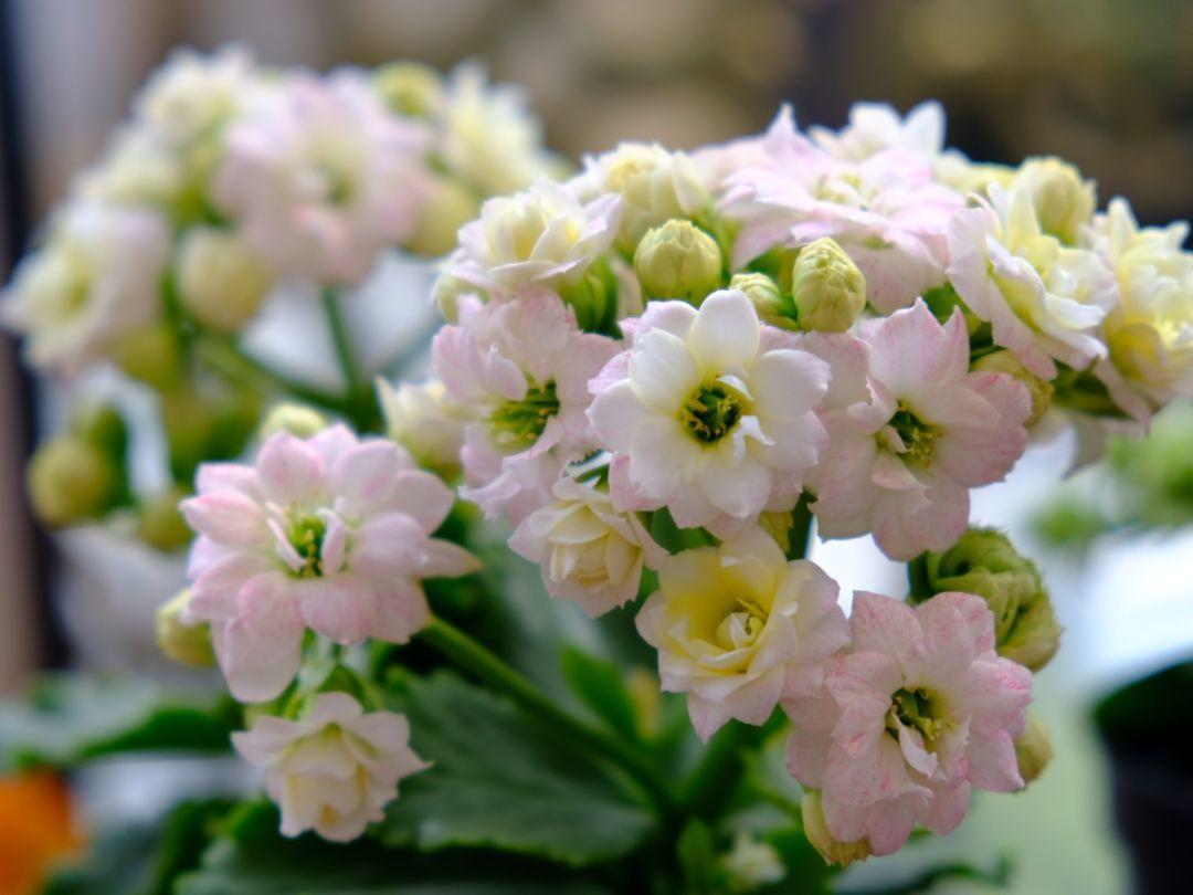 长寿花怎么养才开花（长寿花保姆级养护攻略）