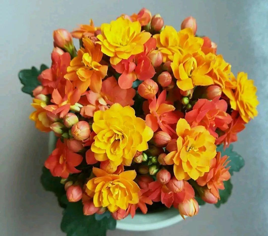 长寿花怎么养才开花（长寿花保姆级养护攻略）