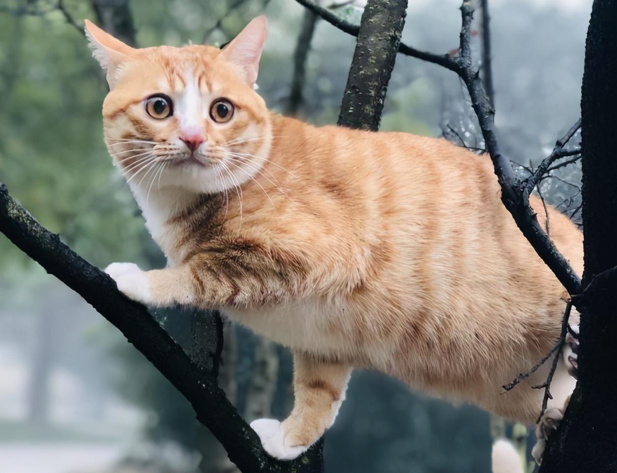 猫的品种有哪些（盘点30种知名的猫咪）