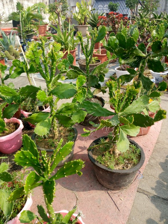 仙人掌20年,长成7米"仙人树",结满"火龙果",稀奇又值钱