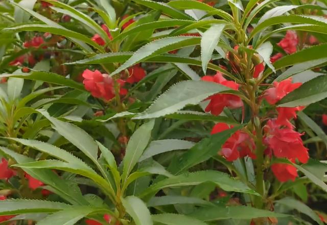 指甲花是什麼花(指甲花包指甲圖片)