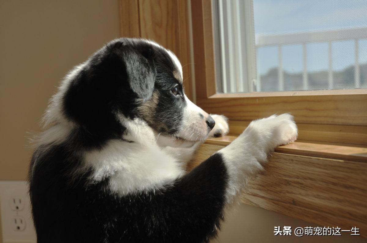 宠物晚上不能喂食？这些喂食时间误区你知道吗（正确喂食时间指南）