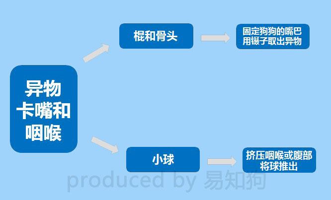 两个月小狗灌肠多少毫升（宠物医生教你正确灌肠方法）