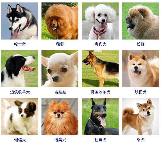 狗狗品种大全及图片（盘点178个品种的宠物狗及其图片）