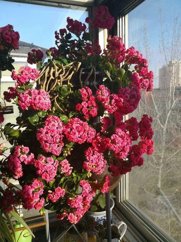 长寿花怎么养才开花（长寿花保姆级养护攻略）