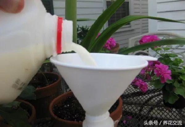 过期牛奶可以浇花吗（浅谈牛奶用来养花的8个作用）