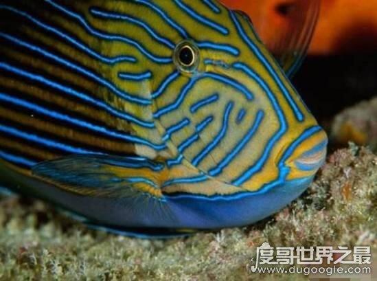 世界最毒化学物质前二十，化学武器vx神经毒气最毒