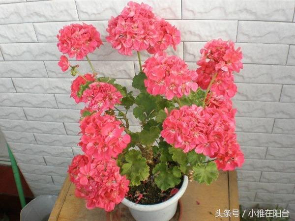 驱蚊草有几种（蚊子最怕的克星是哪些植物）