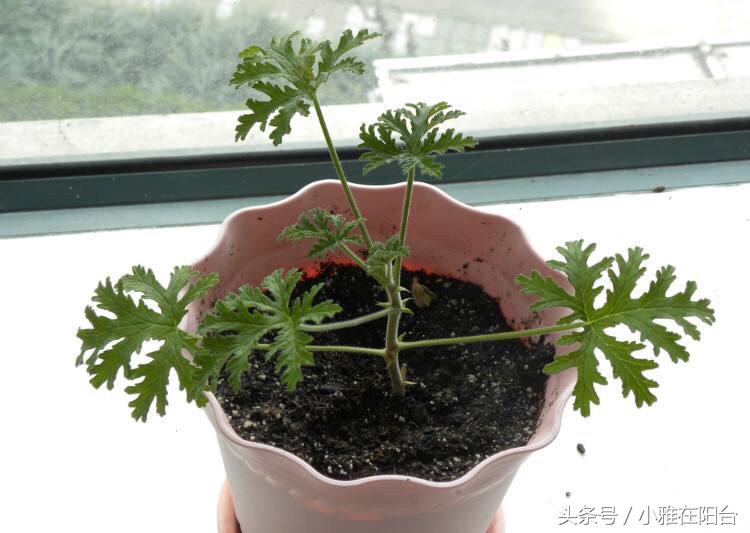 驱蚊草有几种（蚊子最怕的克星是哪些植物）