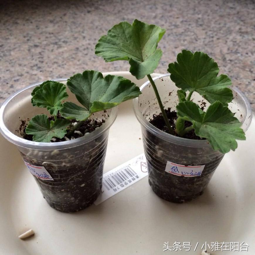 驱蚊草有几种（蚊子最怕的克星是哪些植物）