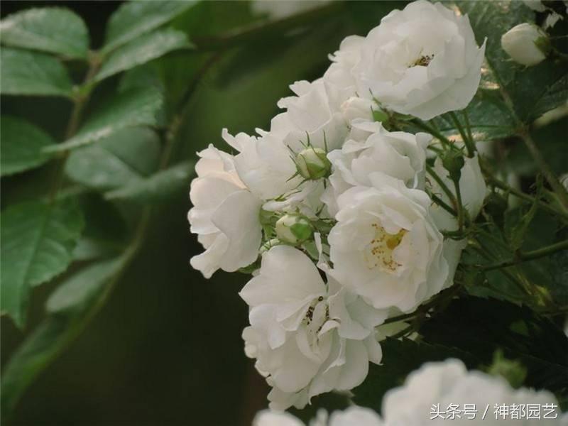 白蔷薇象征着什么（深度详解白蔷薇的寓意及花语）