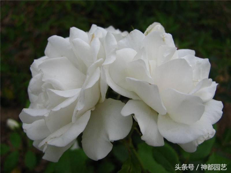 白蔷薇象征着什么（深度详解白蔷薇的寓意及花语）