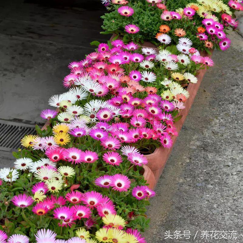 夏天开的花有哪些（盘点12种超美的夏季花卉）