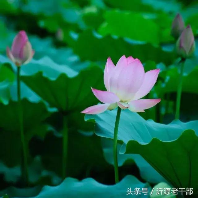  杨万里的古诗有哪些，杨万里笔下最美的二十首绝句 