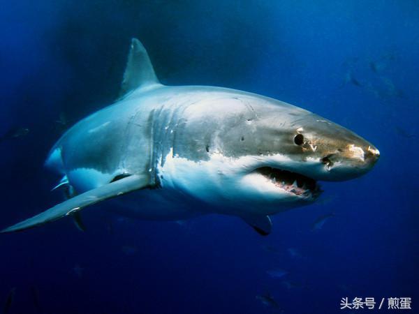 鲨鱼用什么呼吸?(鲨鱼的正确呼吸方式)
