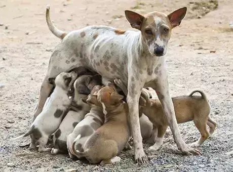 宠物犬学校的必要性（如何让你的狗狗成为最优秀的宠物）