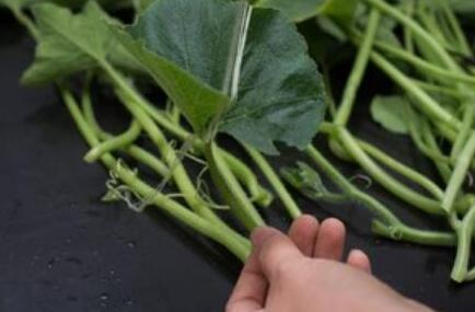 图片[5]-【素炒南瓜藤】做法步骤图 比吃肉还香 市场才1块钱1斤-起舞食谱网