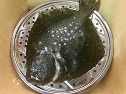 图片[2]-【清蒸多宝鱼】做法步骤图 一周两次 小孩可以提高免疫力-起舞食谱网