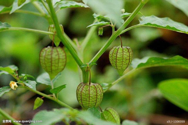 灯笼泡,鬼灯笼,打卜草(《南宁市药物志》),水灯笼草,苦灯笼草,荷卜