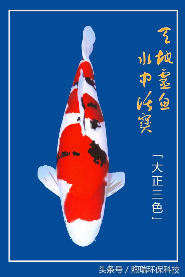 锦鲤鱼品种(锦鲤26个品种图片) - 百科知识网