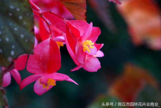 四季海棠茶花养殖方法和注意事项，首选茶花和四季海棠