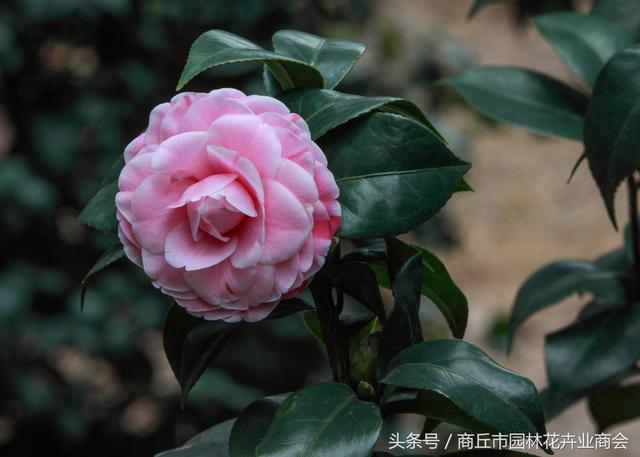 四季海棠茶花养殖方法和注意事项，首选茶花和四季海棠