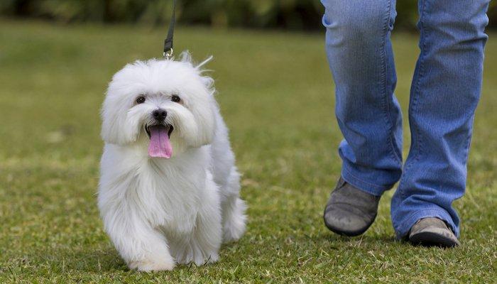 贵妇犬：外貌特征和生活习性（贵妇犬的品种特点和养护指南）