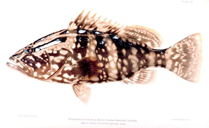 石斑鱼是什么鱼(拿骚石斑鱼为了繁衍后代) - 去钓鱼