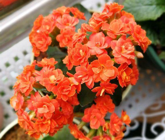 长寿花怎么养才开花（长寿花保姆级养护攻略）