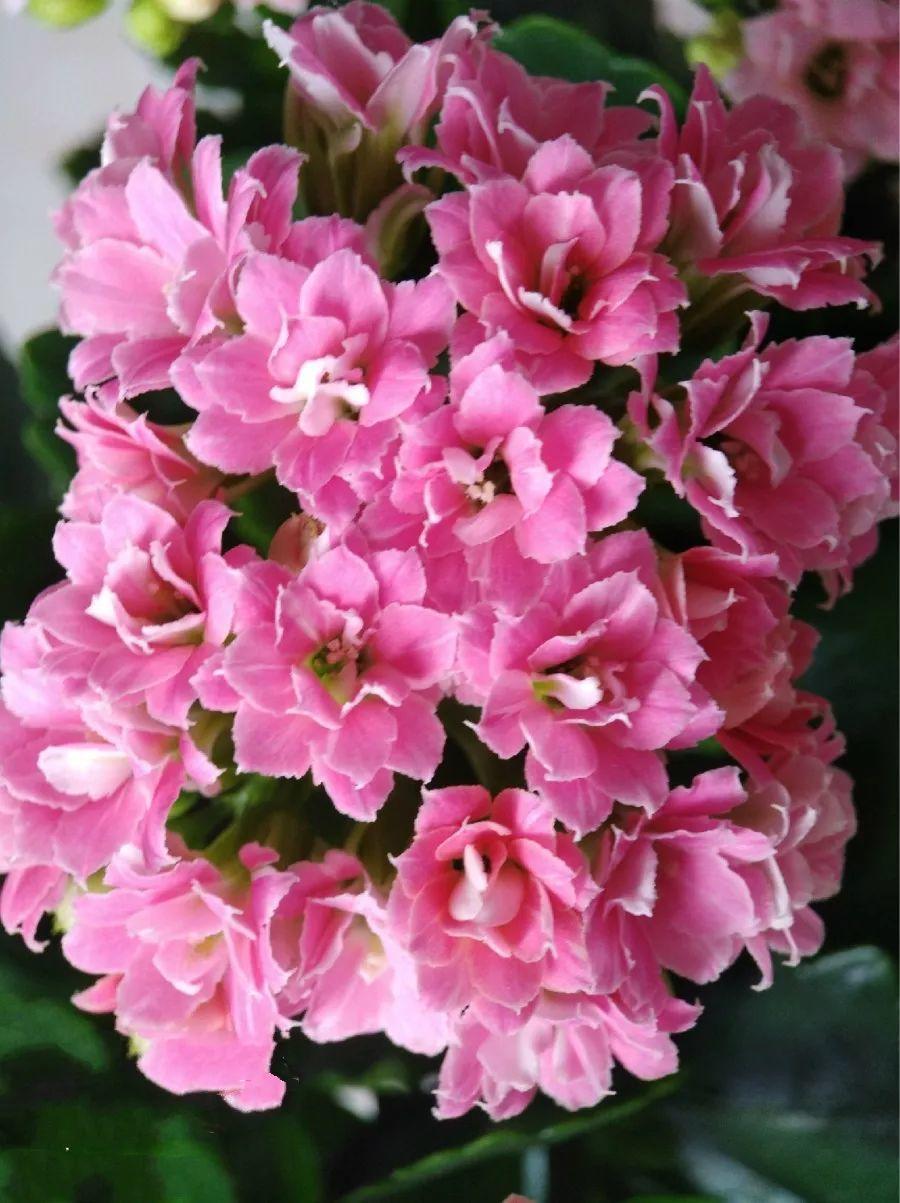 长寿花怎么养才开花（长寿花保姆级养护攻略）