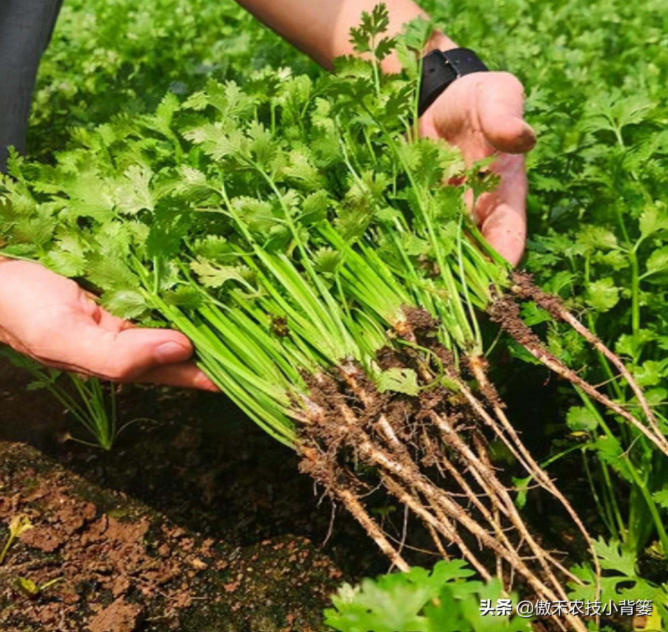 香菜怎么种(手把手教你怎么种植优质的香菜)