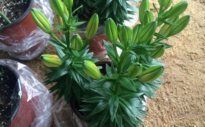 香水百合的养殖方法和注意事项