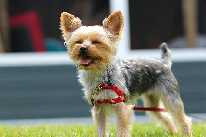 小型犬有哪些（盘点智商超高的9种小型犬）