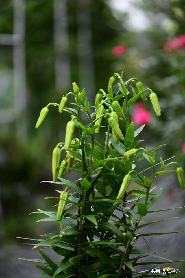 百合几月份开花，百合花什么时候开花（盛开在初夏的橙色花园）