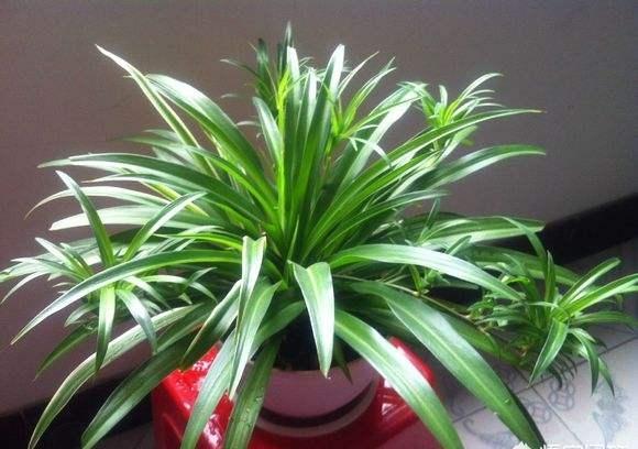 净化空气的室内植物有哪些（盘点净化空气最厉害的“8种花”）
