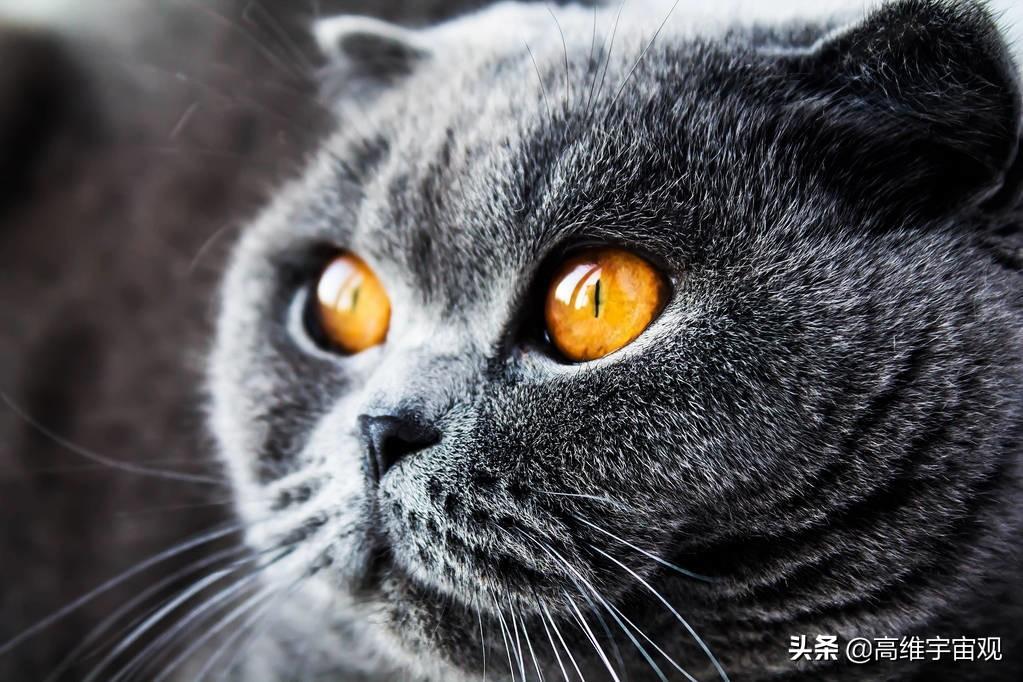 薛定谔的猫为什么恐怖（详解薛定谔猫的隐喻）