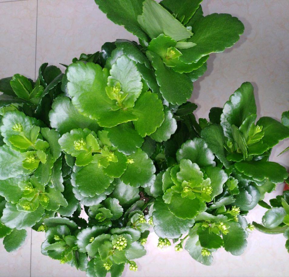 长寿花怎么养才开花（长寿花保姆级养护攻略）