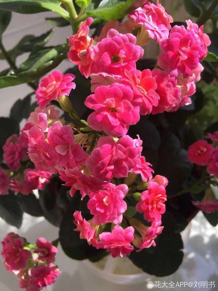 长寿花怎么养才开花（长寿花保姆级养护攻略）