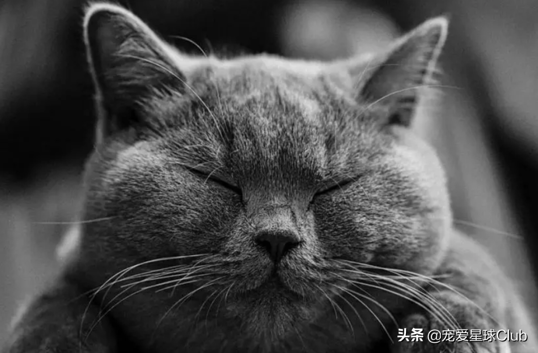 纯种俄罗斯蓝猫价格大揭秘（如何挑选健康的纯种猫咪）