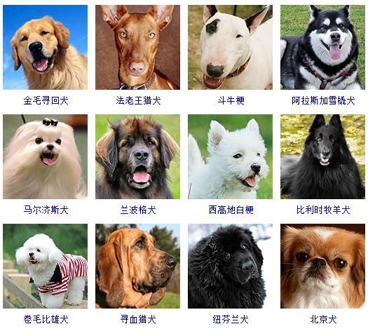 狗狗品种大全及图片（盘点178个品种的宠物狗及其图片）